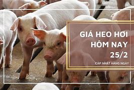 Giá Heo Hơi Hôm Nay Tại Miền Bắc